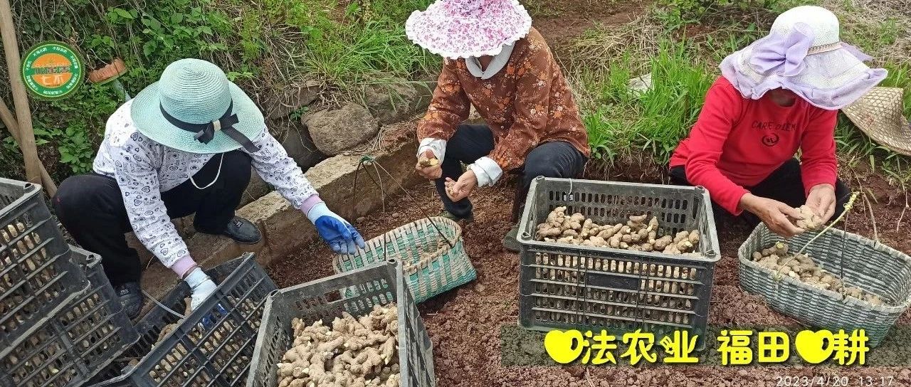 2023年4月-5月 七不姜春耕春播已經順利完成！春耕圖-七不姜 生姜養生網-明德CSA生態姜園&明安農業