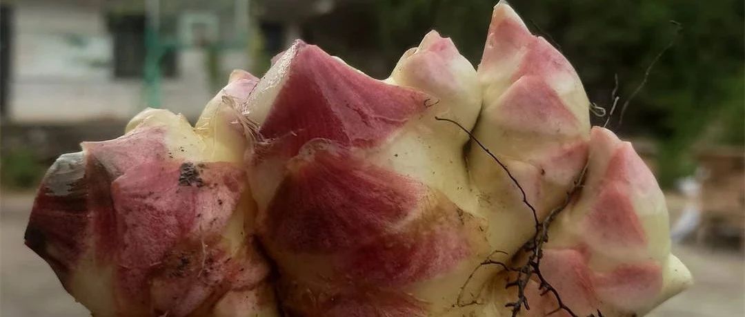 浙江仙居 七不小黃姜 鮮嫩姜 新鮮 超新上市 每周超鮮嫩姜2斤/5斤 生姜鮮姜2023年9月現采現發 生態自然 明安心法農業-七不姜 生姜養生網-明德CSA生態姜園&明安農業