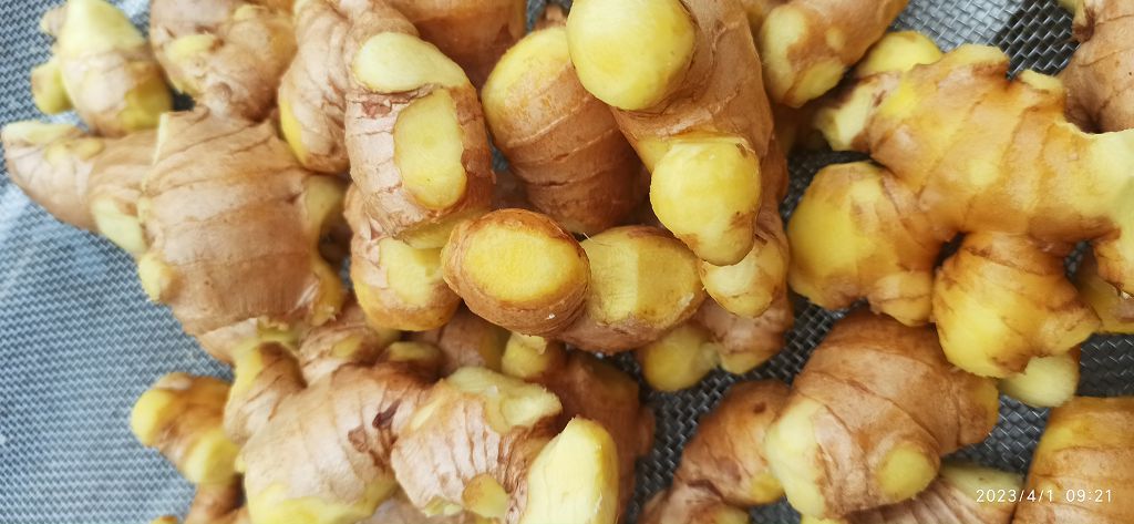 有關什么是好姜?買姜的坑?良心農業的邊界線?人參 鮮姜與成品的選購 有機-原始點全球同學群 2017.3.15-七不姜 生姜養生網-明德CSA生態姜園&明安農業